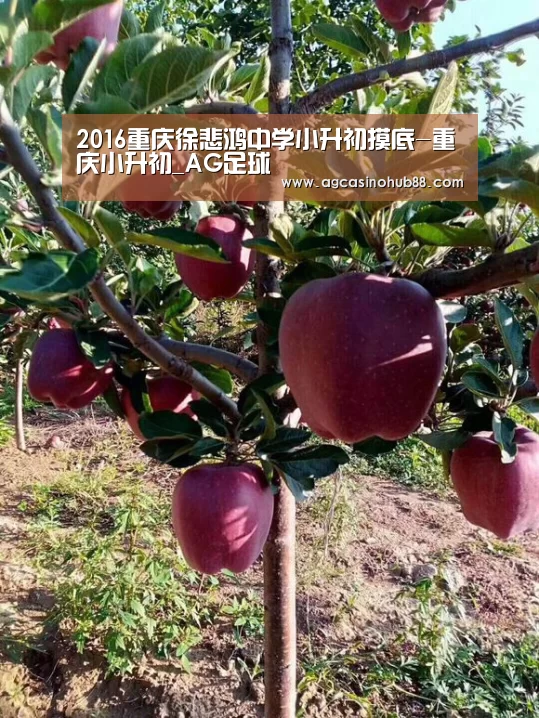 2016重庆徐悲鸿中学小升初摸底-重庆小升初_AG足球(图2) AG平台